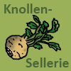 Knollensellerie