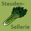 Staudensellerie